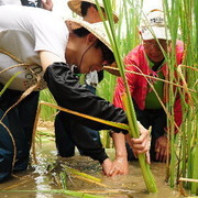 好茭情茭白筍夏季採收體驗